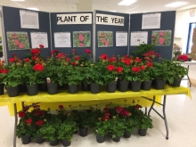 Plant sale 2019 Plant sale 2019