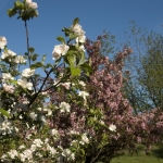 DSC_8509 apple blossoms May 24 DSC_8509 apple blossoms May 24
