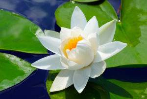 White waterlilly floating in water
