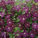 4445 Clematis 'Perle d'Azur' HSB 4445 Clematis 'Perle d'Azur' HSB