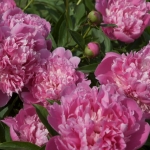 DSC_2740 DSC_2740