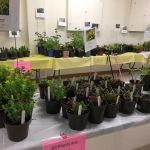 Plant sale 2019