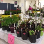 Plant sale 2019