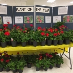 Plant sale 2019