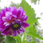 dsc00468-2